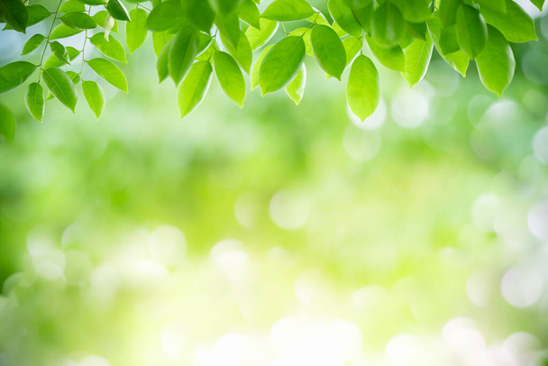 Prachtige natuur uitzicht op groen blad op wazig groen achtergrond in de tuin met kopieerruimte met behulp van als achtergrond natuurlijke groene bladeren planten landschap, ecologie, vers behang concept. - Foto, afbeelding