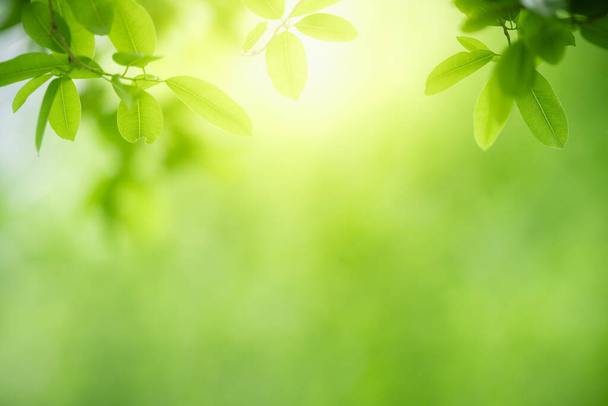 Прекрасний вид на зелене листя на розмитому зеленому тлі в саду з використанням копіювання простору як фон природного зеленого листя рослини пейзаж, екологія, концепція свіжих шпалер
. - Фото, зображення