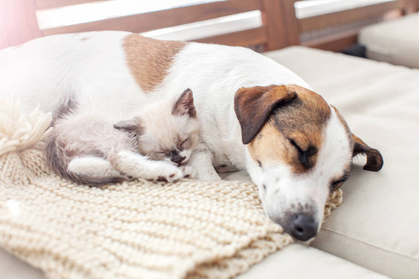 Dog and cat resting together - Фото, зображення