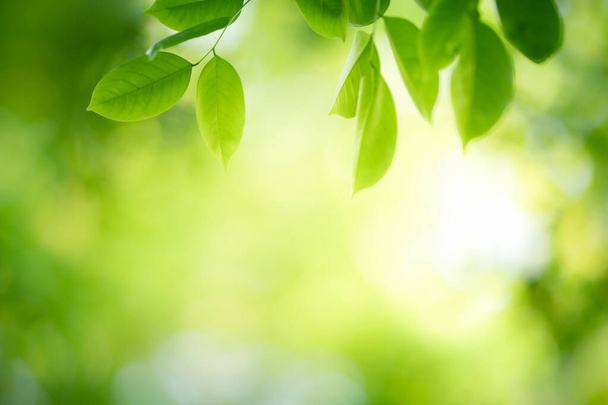 Piękny widok na przyrodę zielonego liścia na rozmytym tle zieleni w ogrodzie z przestrzenią do kopiowania przy użyciu jako tło naturalne zielone liście krajobraz roślin, ekologia, świeża koncepcja tapety. - Zdjęcie, obraz