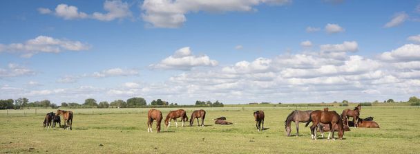 many horses in green meadow under blue sky in holland - Фото, изображение