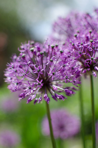 Purple onion blooms. Allium. Decorative bow close-up. Background on the screen of a phone or computer.Beautiful purple flowers growing in the open-air garden. - Photo, Image