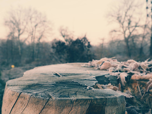 Mesa de madera o trozo en el fondo del bosque de invierno, Para la visualización del producto. Arriba del tronco de árboles para su decoración y paisaje invernal. - Foto, Imagen