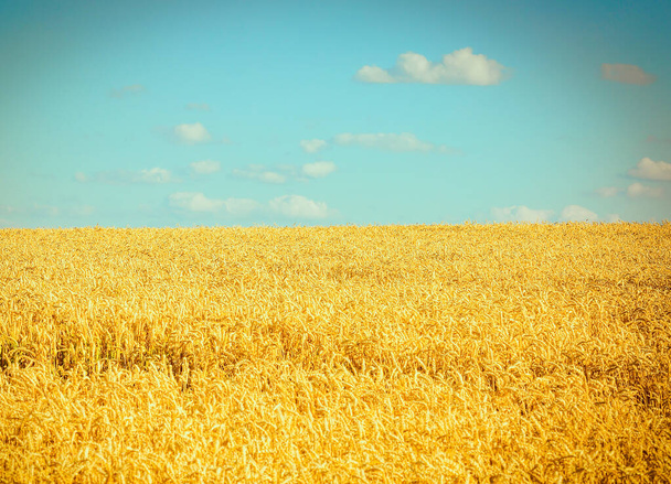 Campo de trigo. Como símbolo da Ucrânia, a bandeira é amarelo-azul. Linda paisagem de verão. Natureza,. Fundo e papel de parede na parede. Belo conceito de verão
. - Foto, Imagem