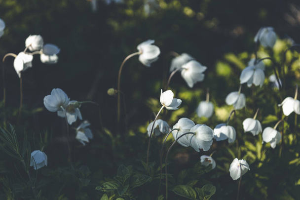 Beautiful magical nature background with white blooming snowdrop or wood anemone (Anemone sylvestris ) and sunbeam in the dark forest thickets. - Photo, Image