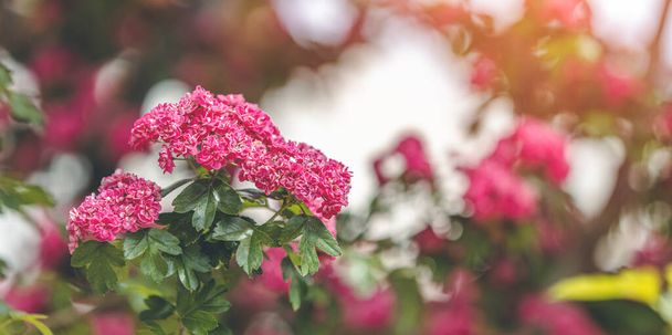 Panoraamanäkymät kevään taustataiteeseen Kaunis vaaleanpunainen orapihlaja kukkii kauniilla bokehilla. Kaunis kevättausta. Kopioi tila. - Valokuva, kuva