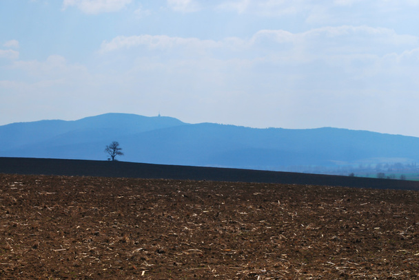 Lonetree aan de horizon - Foto, afbeelding