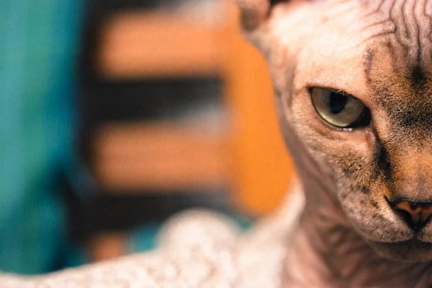 Katzengrüne Augen aus nächster Nähe: Kanadische Sphinx, elegante Katze - Foto, Bild