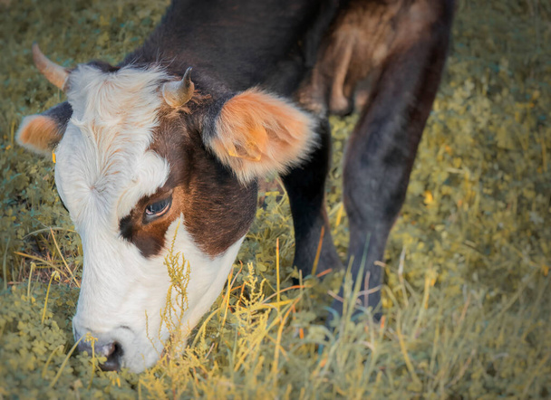 Een koe grazen in de velden - Foto, afbeelding
