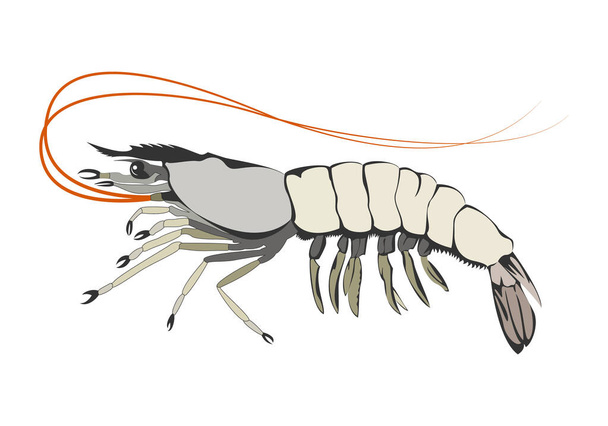 Shrimp, prawn design element vector illustration. - Vector, Image
