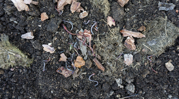 Een boerderij met een broedvoorraad rode Californische wormen voor de productie van vermicompost en biohumus om de bodemvruchtbaarheid in de biologische landbouw en landbouw te verhogen. Aardworm aas voor de visserij. - Foto, afbeelding