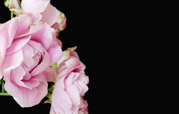  rose  "Bridal piano" photo on black background                        - Zdjęcie, obraz