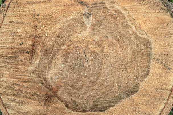 abstract background of cross section of a sawn tree with annual rings close up - Photo, Image