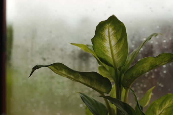 Πράσινο φυτό στο περβάζι του παραθύρου. σταγόνες βροχής στο παράθυρο. - Φωτογραφία, εικόνα