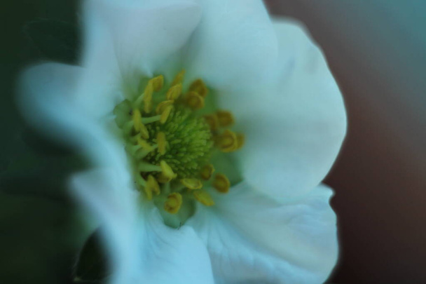 ミツバチ花粉花白イチゴ自然果実 - 写真・画像