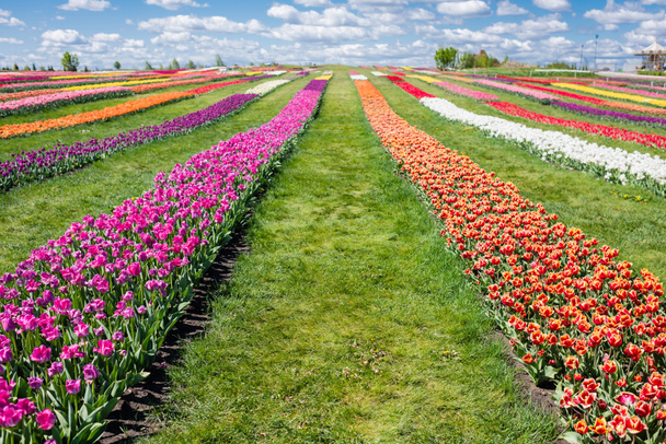 kolorowe pole tulipanów z niebieskim niebem i chmurami - Zdjęcie, obraz