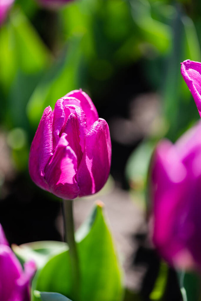close-up uitzicht op prachtige paarse kleurrijke tulpen met groene bladeren - Foto, afbeelding