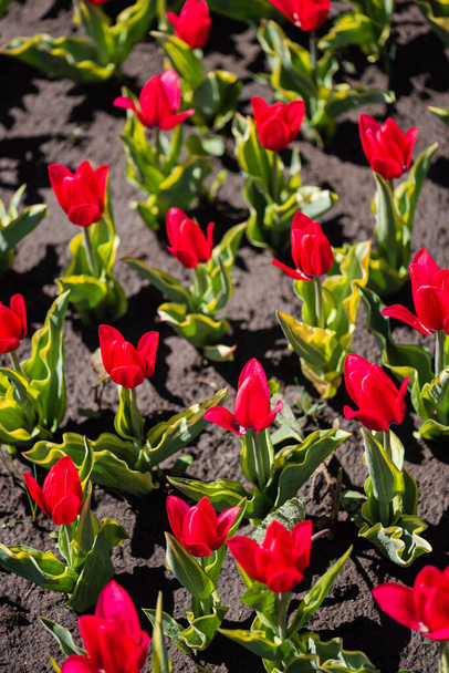 красиві червоні різнокольорові тюльпани з зеленим листям
 - Фото, зображення