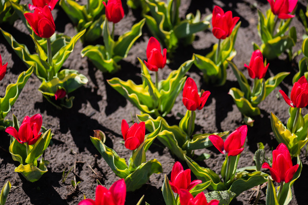 beautiful red colorful tulips with green leaves - Foto, immagini