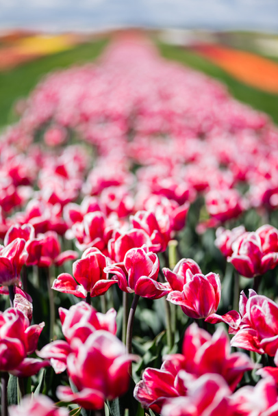 selective focus of beautiful pink and white tulips with green leaves - Photo, Image