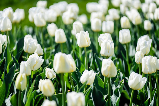 selective focus of beautiful white tulips with green leaves - Photo, Image