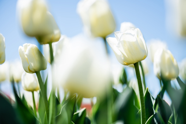 close up view of beautiful white tulips with green leaves against blue sky - Photo, Image
