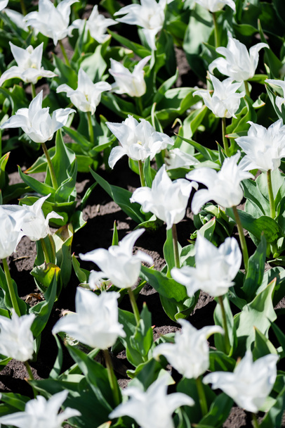 beautiful white tulips with green leaves - Photo, Image