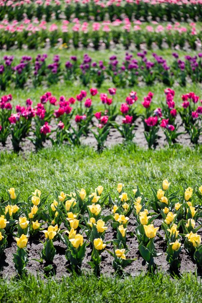 selective focus of colorful tulips field with green grass - Valokuva, kuva