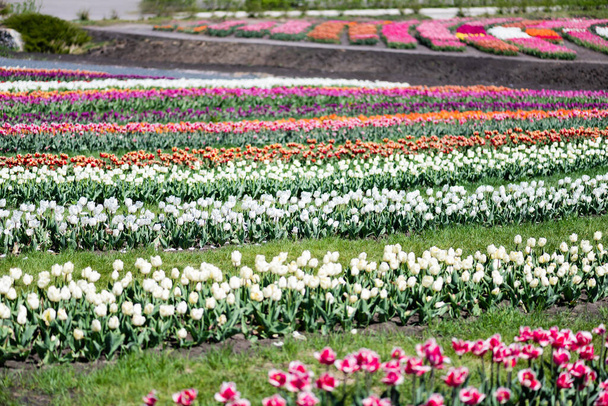 selective focus of colorful tulips field with green grass - Fotó, kép
