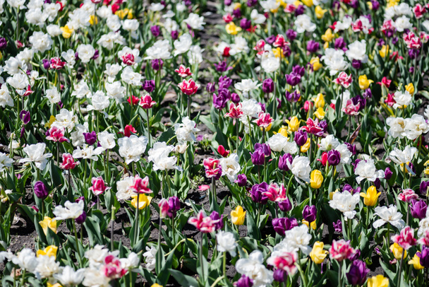beautiful colorful tulips field at daytime - Zdjęcie, obraz