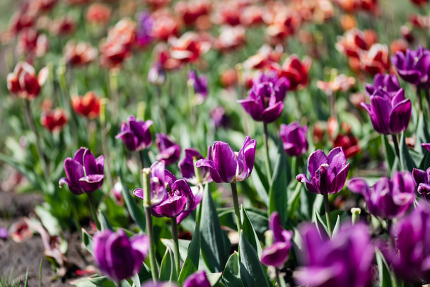 selective focus of beautiful red and purple tulips at daytime - Valokuva, kuva