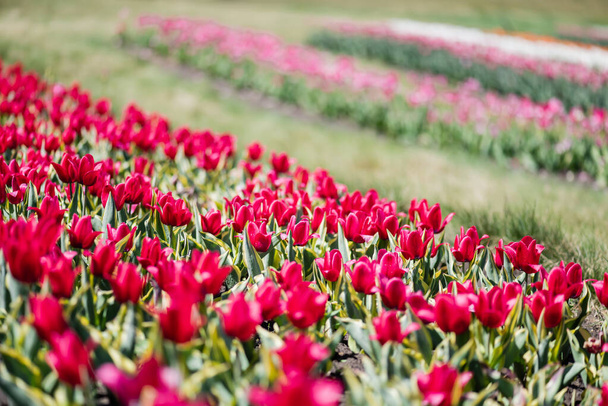selective focus of red colorful tulips in field - Foto, Imagem