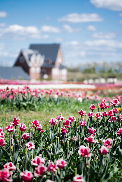 selective focus of house and pink tulips in field - Foto, Imagen