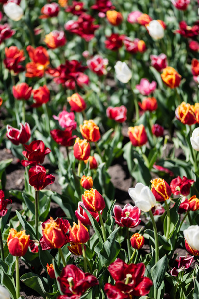 selective focus of beautiful colorful tulips with green leaves in sunlight - Фото, зображення