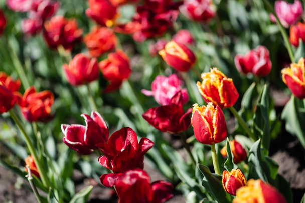 selective focus of beautiful colorful tulips with green leaves in sunlight - Fotoğraf, Görsel