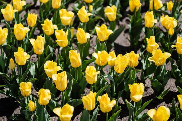 beautiful yellow tulips with green leaves in sunlight - 写真・画像
