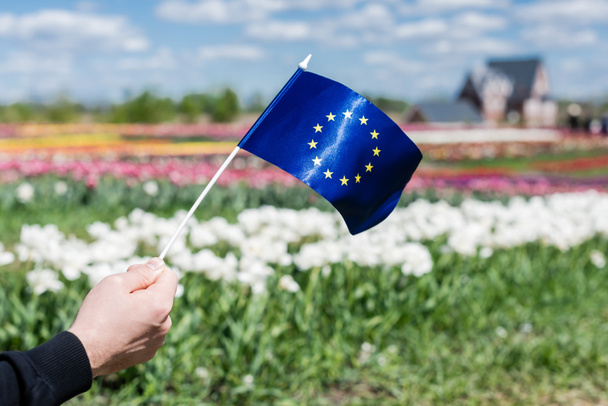 cropped view of man holding flag of Europe near colorful tulips field - Photo, Image