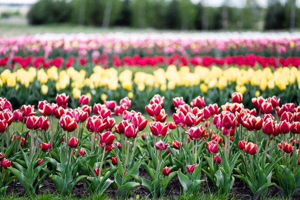 foco seletivo de belas tulipas coloridas crescendo no campo
 - Foto, Imagem