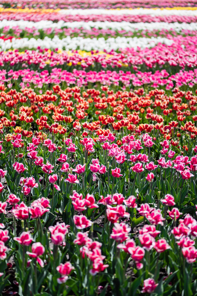 selektywne ukierunkowanie na piękne kolorowe tulipany rosnące na polu - Zdjęcie, obraz