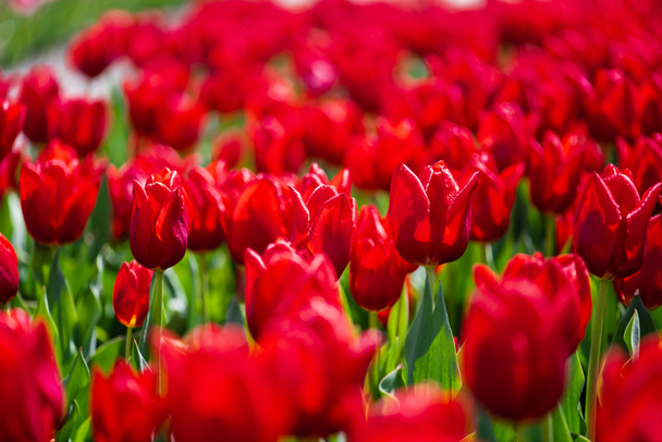 selectieve focus van kleurrijke rode tulpen met groene bladeren - Foto, afbeelding