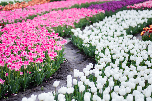 selective focus of blooming colorful tulips field - 写真・画像