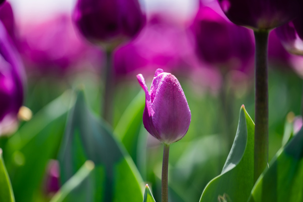 美しい紫色のカラフルなチューリップの選択的な焦点 ロイヤリティフリー写真 画像素材