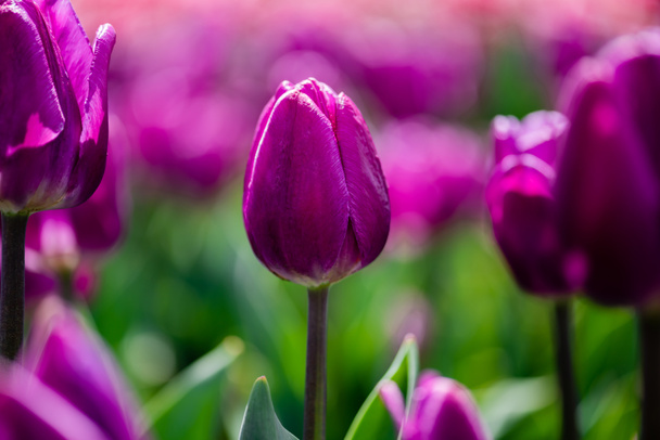selective focus of beautiful purple colorful tulips - Photo, Image