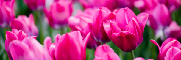 selective focus of beautiful pink colorful tulips, panoramic shot - Zdjęcie, obraz