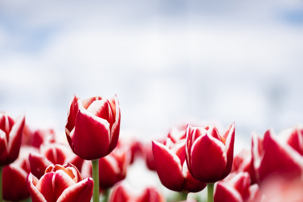 selective focus of colorful red tulips in field - Fotó, kép