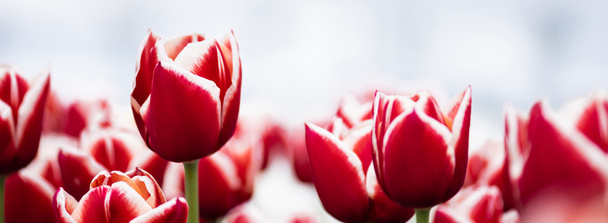 selectieve focus van kleurrijke rode tulpen in het veld, panoramisch schot - Foto, afbeelding