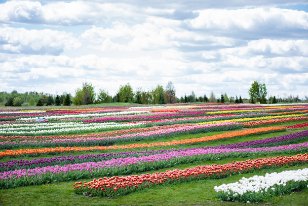 colorido campo tulipas com céu azul e nuvens
 - Foto, Imagem