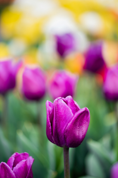 selective focus of purple colorful tulips - Foto, Bild