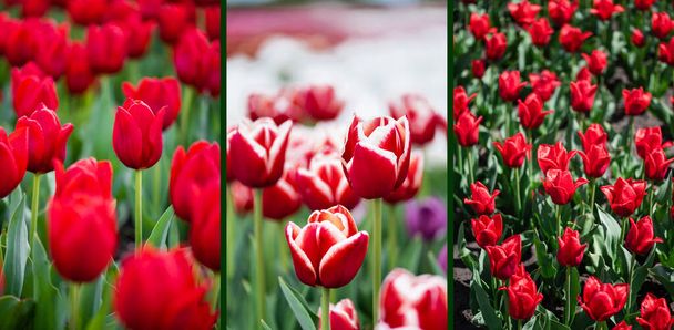 selectieve focus van rode kleurrijke tulpen veld, collage - Foto, afbeelding