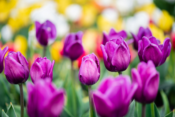selective focus of purple colorful tulips - 写真・画像